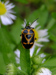 Eurydema gebleri