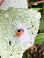 Okiscarta uchidae