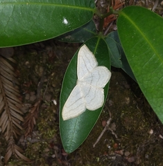 Scopula junctaria