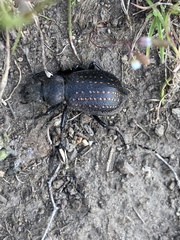 Calosoma tepidum