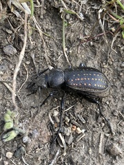 Calosoma tepidum