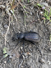 Calosoma tepidum