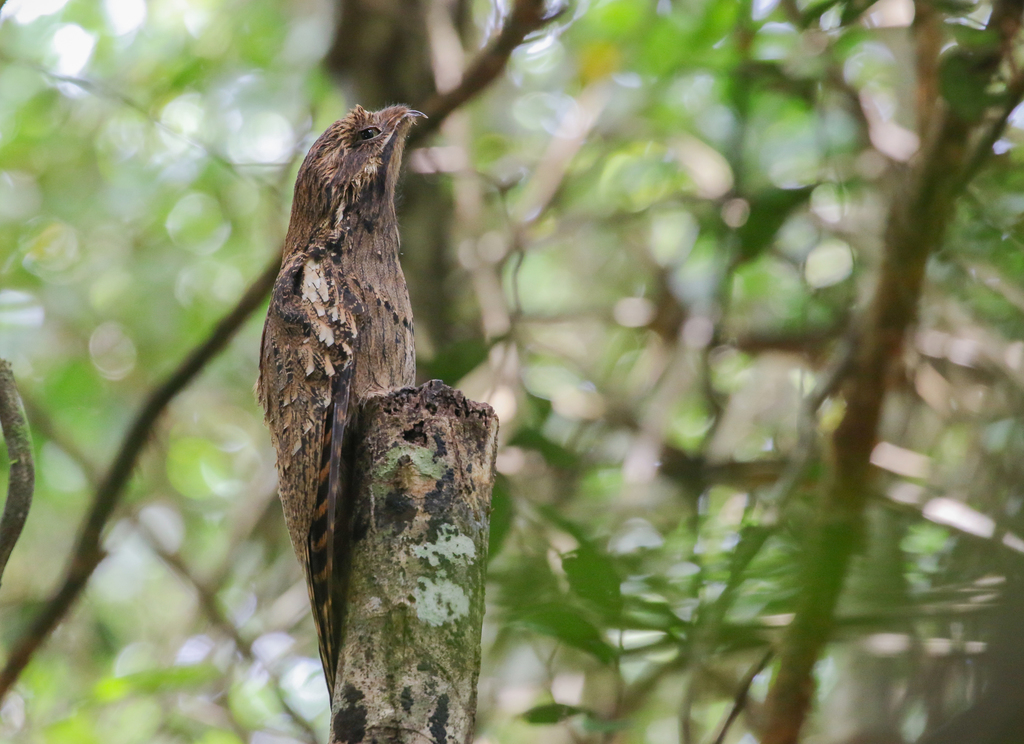 Long-Tailed Potoo