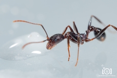 Aphaenogaster ashmeadi