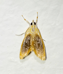 Glaphyria fulminalis