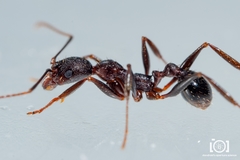 Aphaenogaster ashmeadi