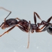 Aphaenogaster ashmeadi - Photo (c) Daniel Roueche, alguns direitos reservados (CC BY-NC), uploaded by Daniel Roueche
