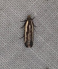 Dichomeris serrativittella