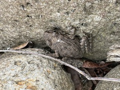Glandirana rugosa