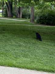 Corvus corax sinuatus