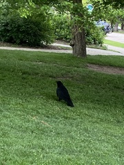 Corvus corax sinuatus