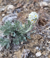 Oreocarya spiculifera