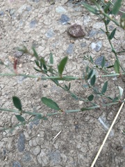 Polygonum aviculare