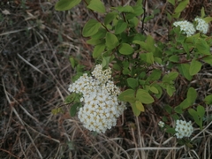 Spiraea media