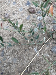Polygonum aviculare