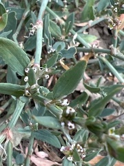 Polygonum aviculare