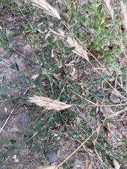 Polygonum aviculare