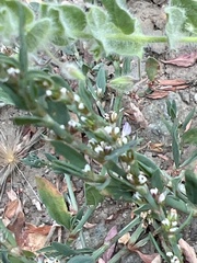 Polygonum aviculare
