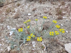 Physaria douglasii tuplashensis