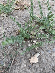 Cressa truxillensis