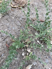Cressa truxillensis