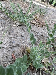 Cressa truxillensis