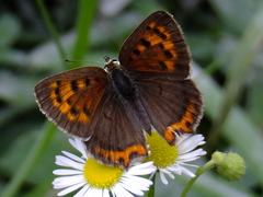 Lycaena phlaeas daimio