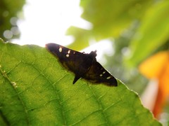 Sameodes