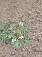 Lupinus pusillus intermontanus