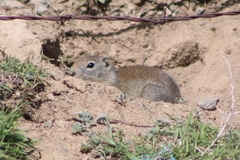 Urocitellus beldingi