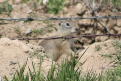 Urocitellus beldingi