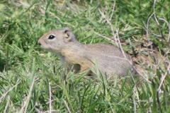 Urocitellus beldingi