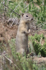 Urocitellus beldingi