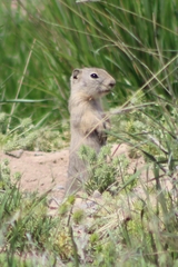 Urocitellus beldingi