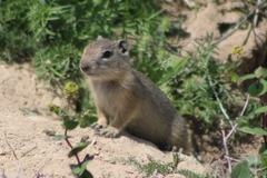 Urocitellus beldingi