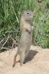 Urocitellus beldingi