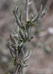 Tetradymia tetrameres