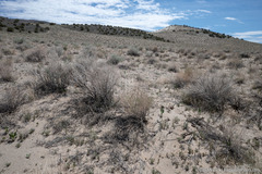 Tetradymia tetrameres
