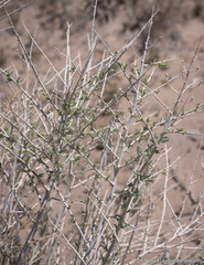 Tetradymia tetrameres