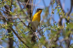 Icteria virens auricollis