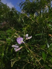 Mundulea sericea