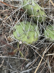 Opuntia × columbiana