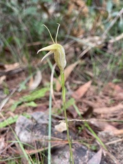 Pterostylis acuminata