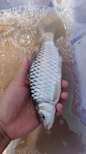 Thai mahseer (Tor tambra) — Cyprinidae — 3