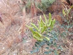 Astragalus succumbens
