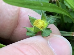 Potentilla indica