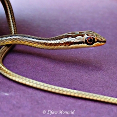 Psammophis schokari