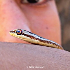 Psammophis schokari
