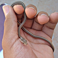 Psammophis schokari