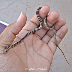 Psammophis schokari